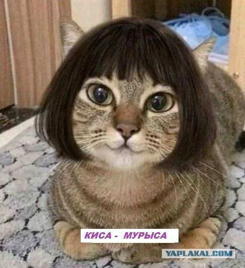 "Жена нарядила кошку"