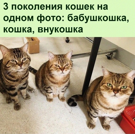 Милла Йовович на дне рождения своей мамы Галины Логиновой