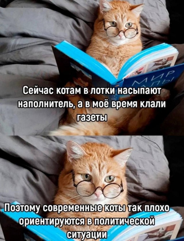 К котовторнику: подборка картинок-баянов с котиками и про котиков. Выпуск 11