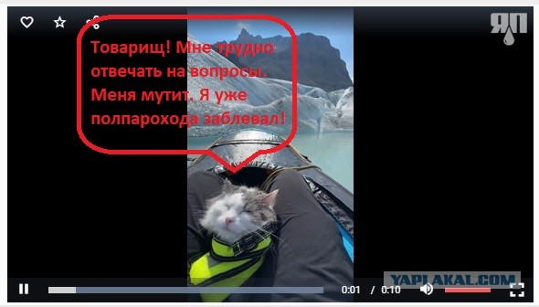 Кот-путешественник Гарри