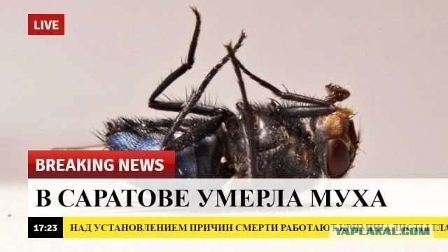 Кота с дачи забрал