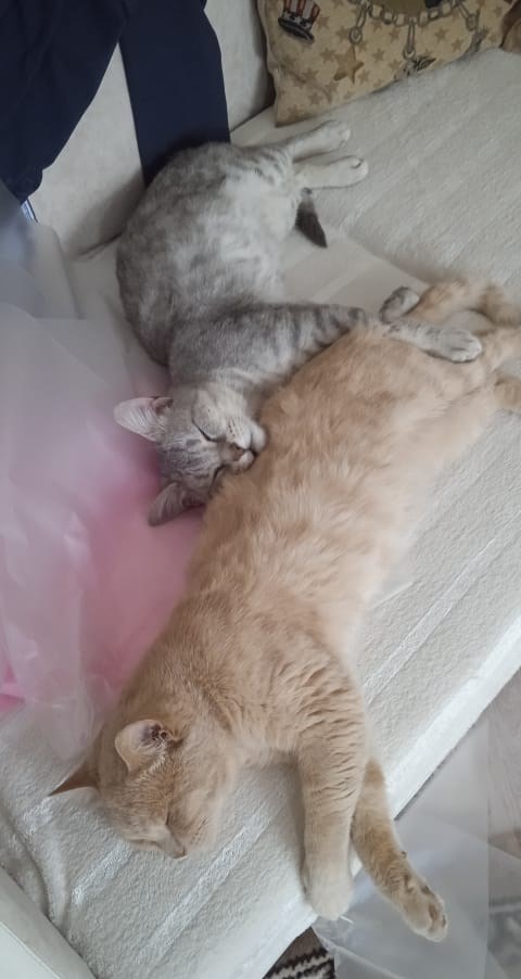 Спящих котеек тред