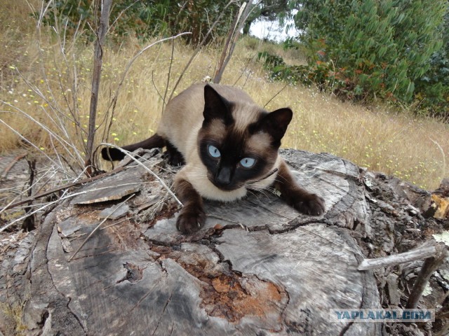 Котовторник 9.07.2013