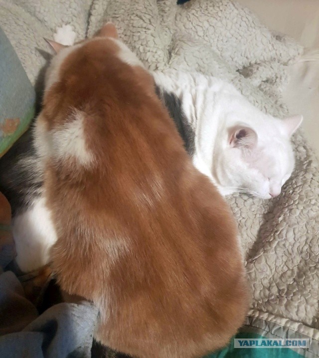 Котовторник