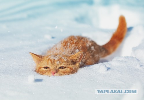 Зима утомила