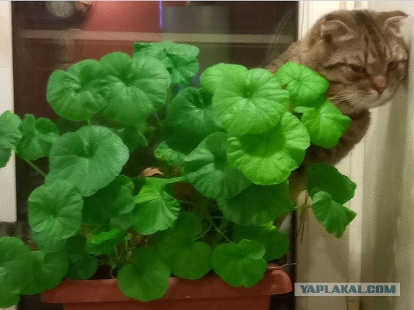 Звездный котовторник