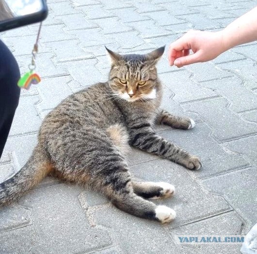 Крымский котик⁠