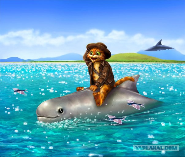 Кот негодует!