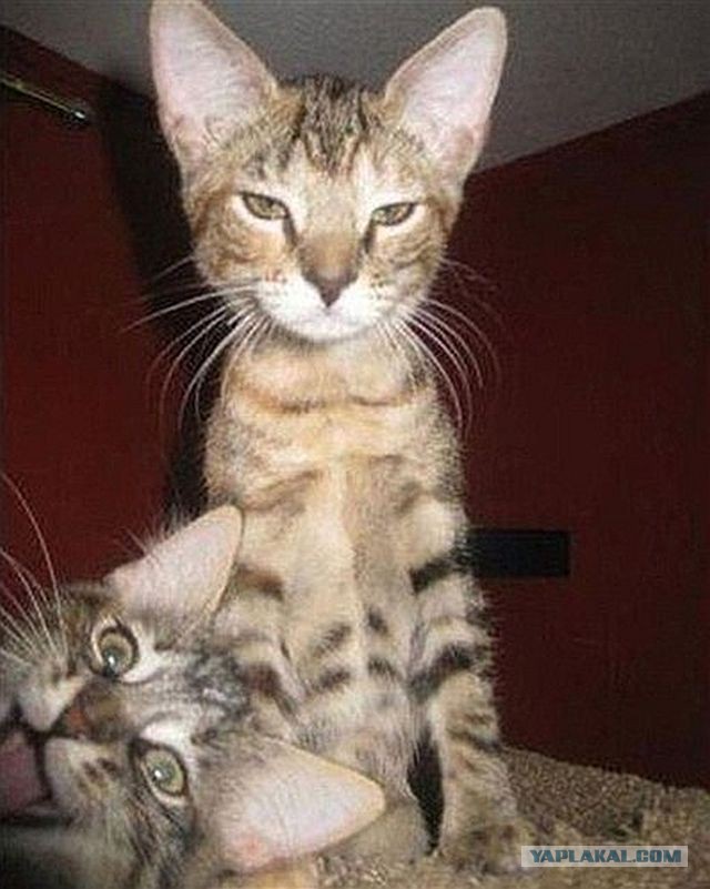 А забабахаю я лук!