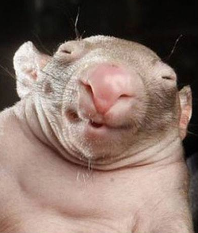 Мустафа в гостях у Кернеса