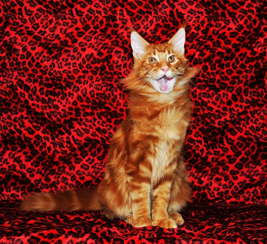 Мои мейн куны