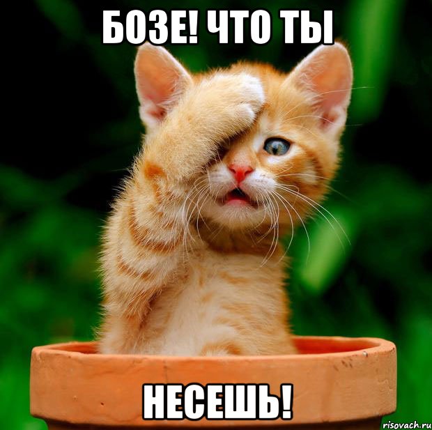 Пушистые беженцы из Украины