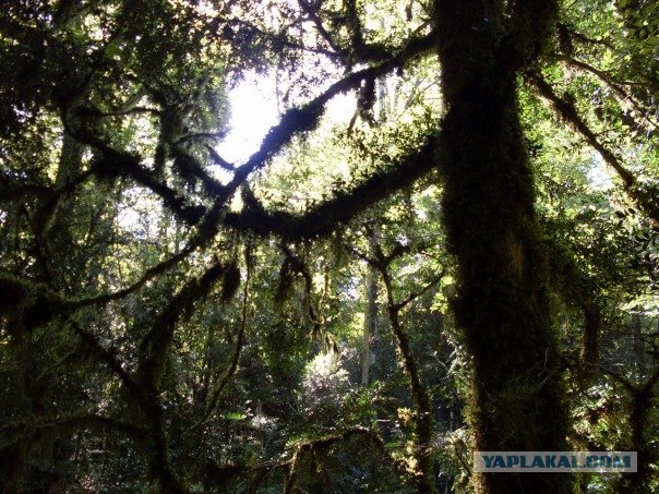 Puzzlewood - загадочный лес (19 фото)