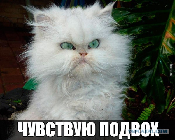 Моя безсексуальная жена.