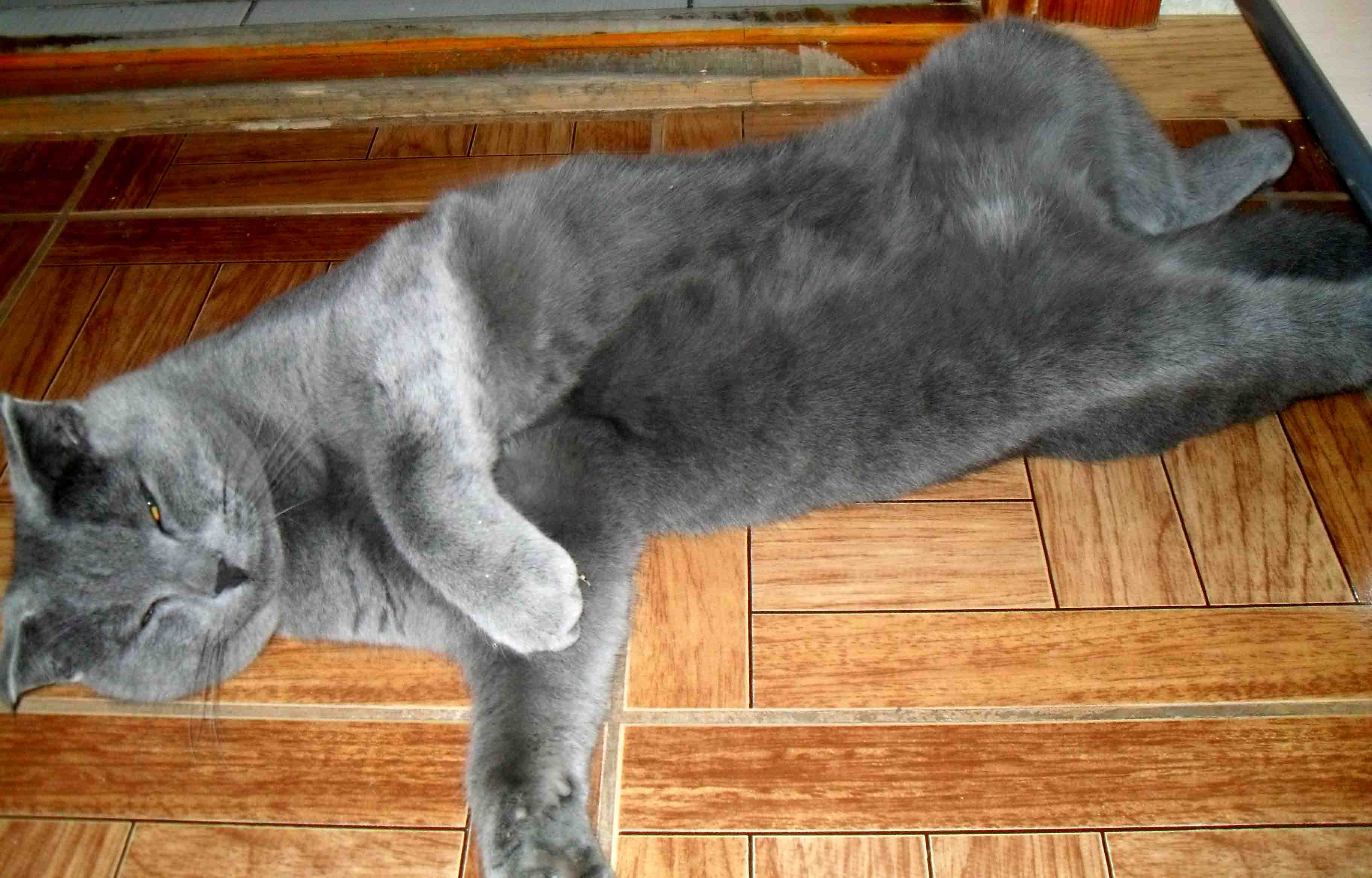 Кошка просит кота как ее. Кошка просит кота как ее. Шартрез метис. Эгейская кошка на белом фоне. Кошка просит кота как ее.