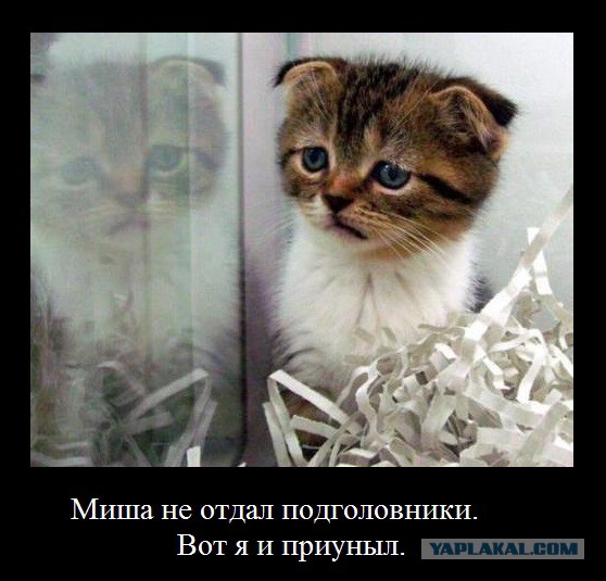 Как я машину без подголовников купил)