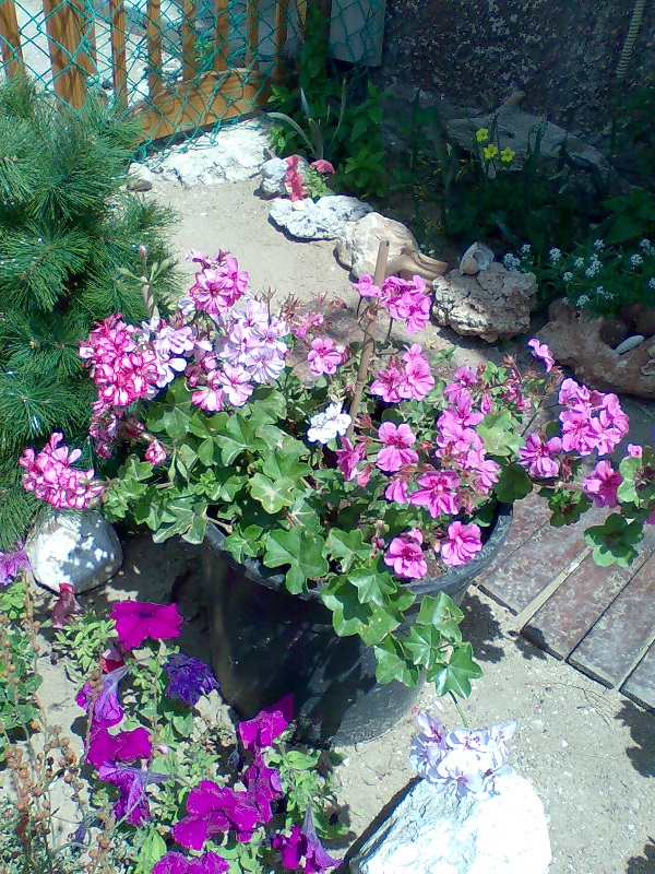 Чёрная петуния.