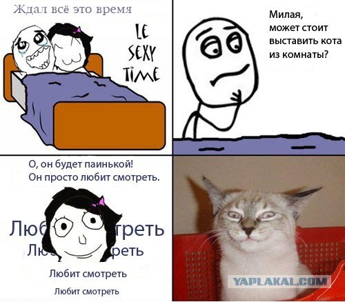Нельзя недооценивать котейку