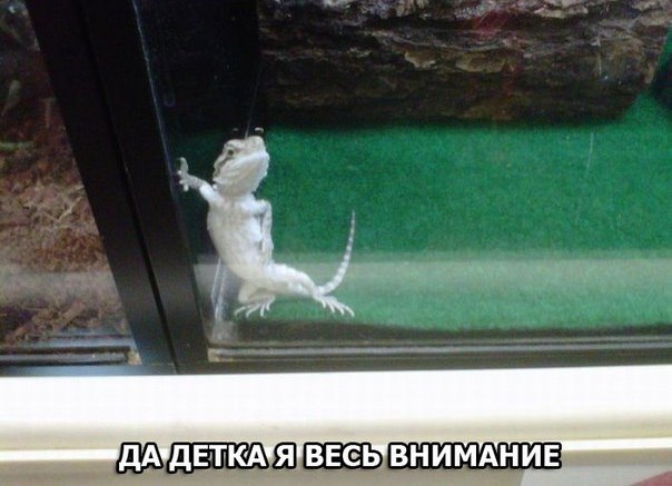 Подборка Картинок из сети