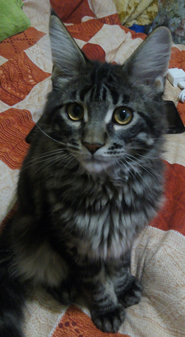 Котовторник 15.03