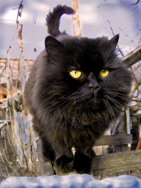 Коты, кошки, котята