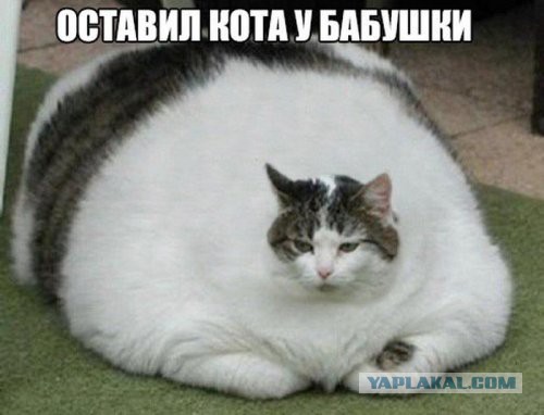 Тигр, который ел после шести