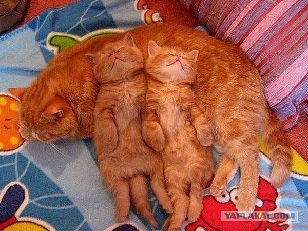 Подборка интересных и веселых картинок