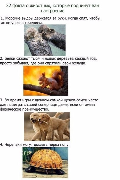Божьи твари