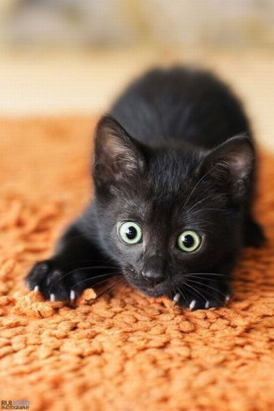 Демы к котовторнику!