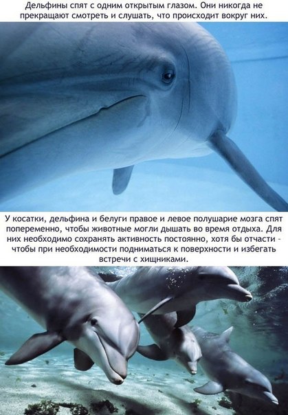 Божьи твари