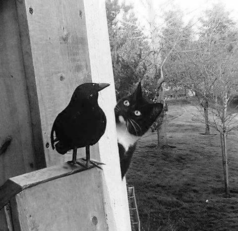 Котовторник 03.05.2016