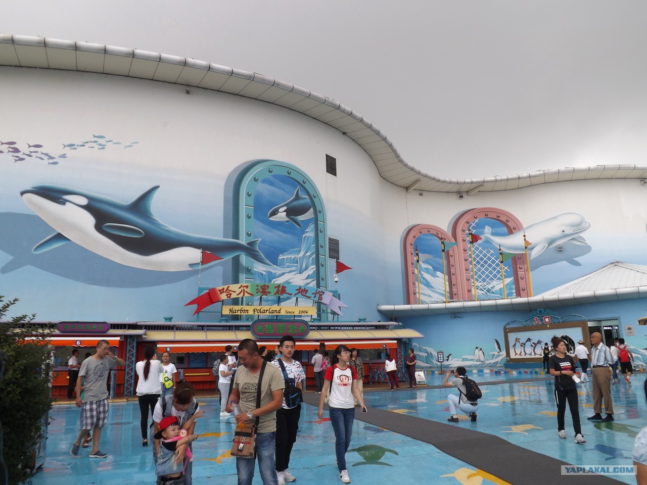 океанариум харбин. океанариум харбин. харбин харбинский полярный океанариум источник. харбин дельфинарий. харбин океанариум фото.