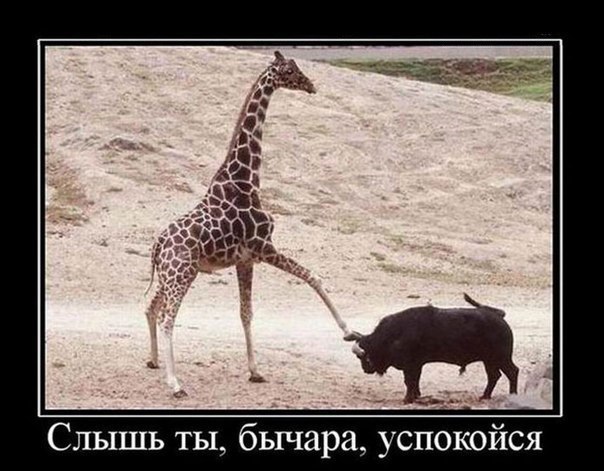 Прикольные животные