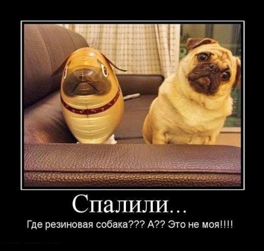 Всячина. Картинки и тексты картинками