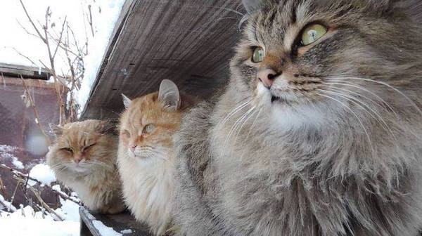 Коты из сети