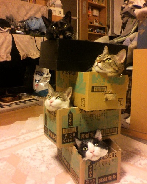 Коробочные коты или кошачий склад