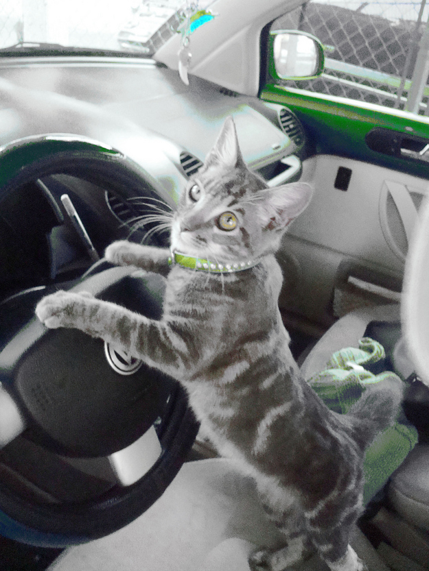 Коты из сети