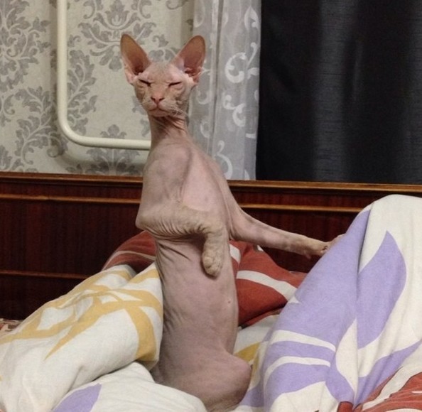 Коты из сети