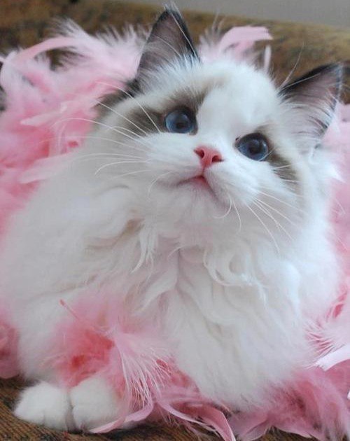 Коты и Кошки
