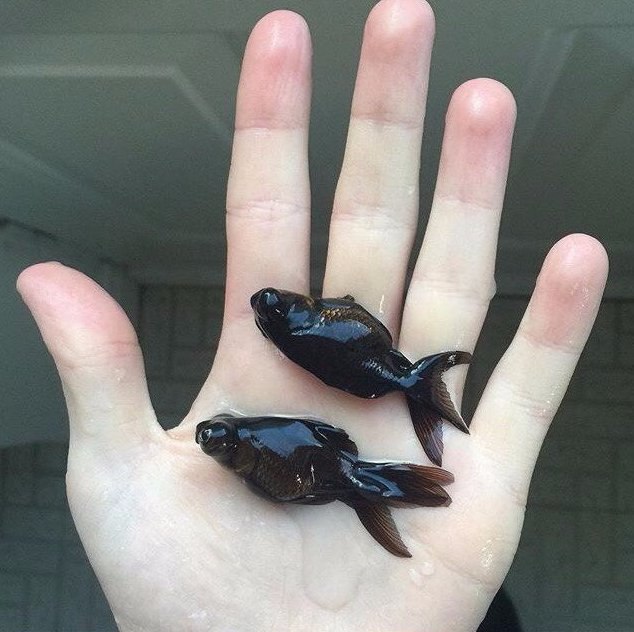 Самые смешные животные