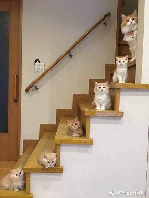 Коты и Кошки