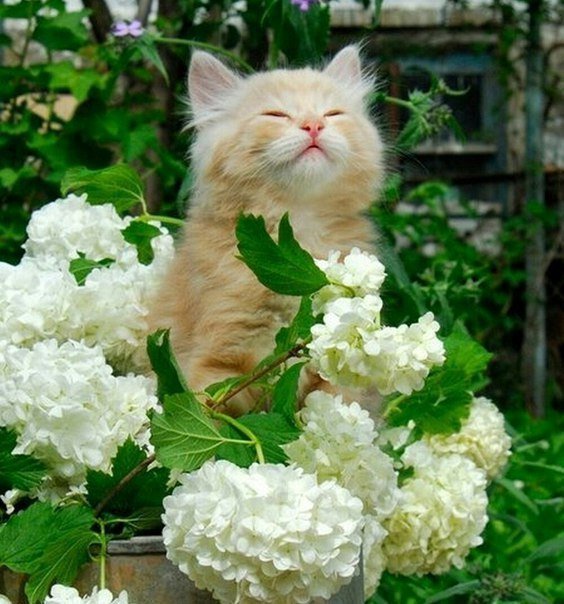 Коты и Кошки