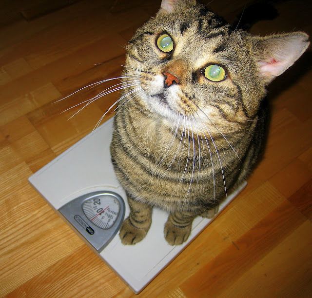 Коты и Кошки
