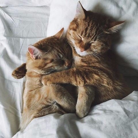 Коты и Кошки