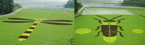 Pimp My Rice Paddy (7 фото)