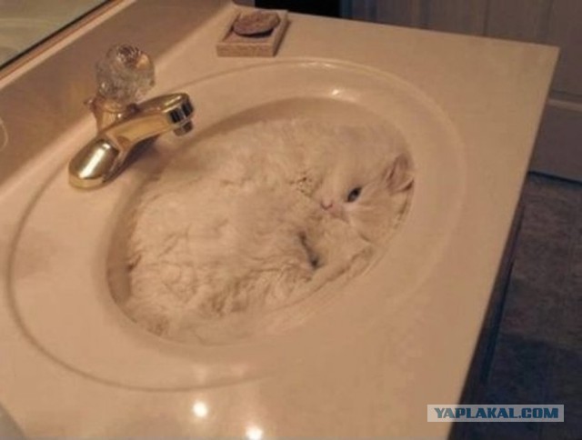 Весёлые картинки с котами