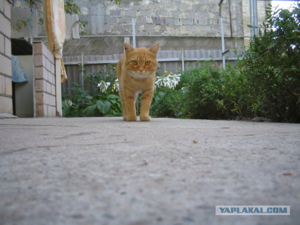 Уррааа! Котомет на ЯПлакалъ.