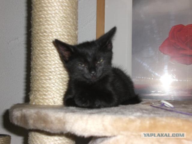 Котовторник (16.09.08)