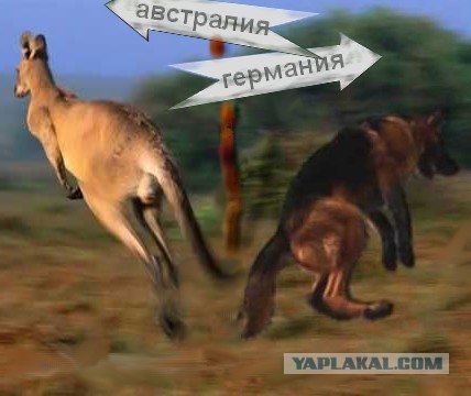 Найдена собака, воспитанная кенгуру!