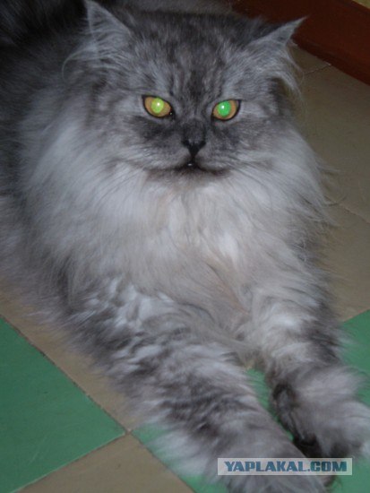 Забыли котовторник? А вот он!